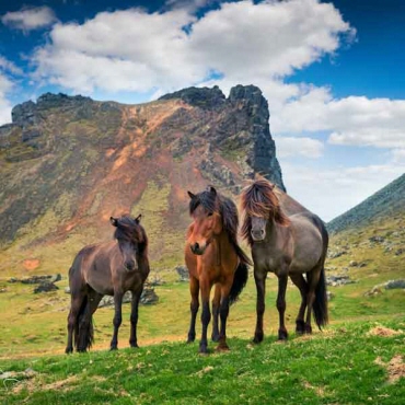 Island Deluxe - Heste i farverig dal